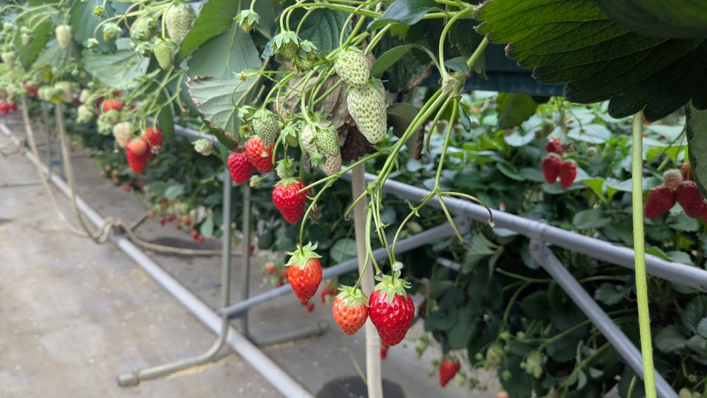 紅ほっぺ【やせたび】