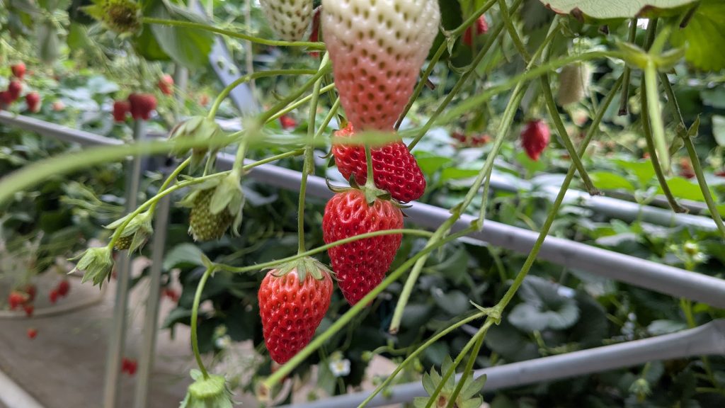 あきひめ【やせたび】